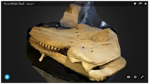 TRNIO header of an orca whale
