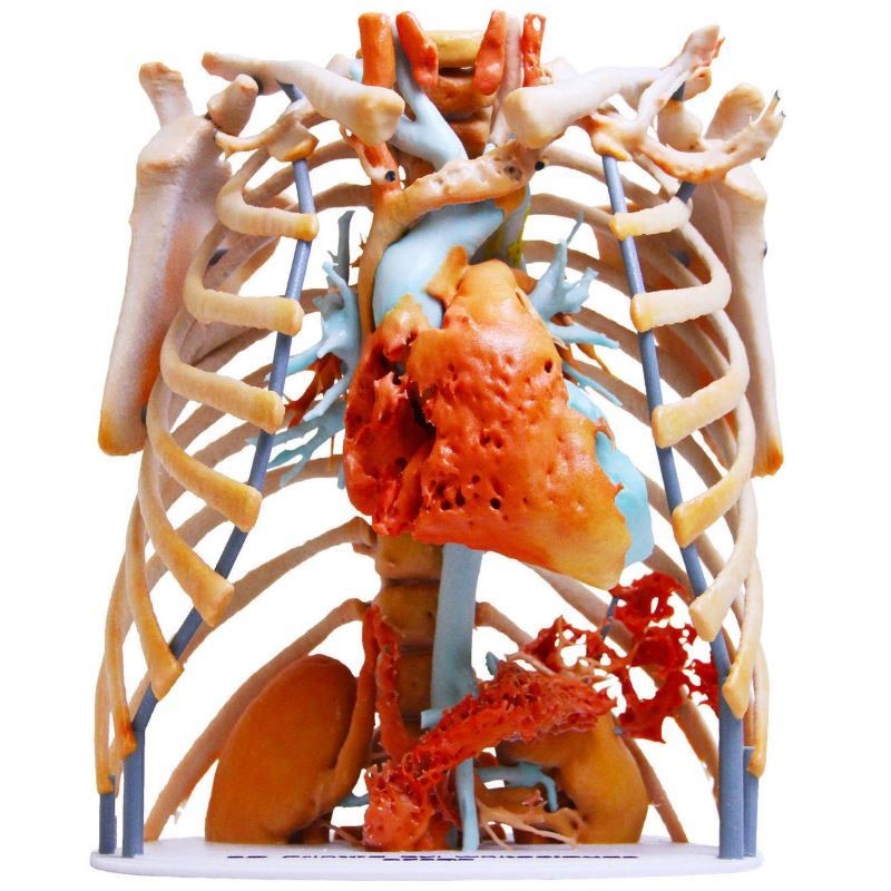 3D Printing Model of Inner body