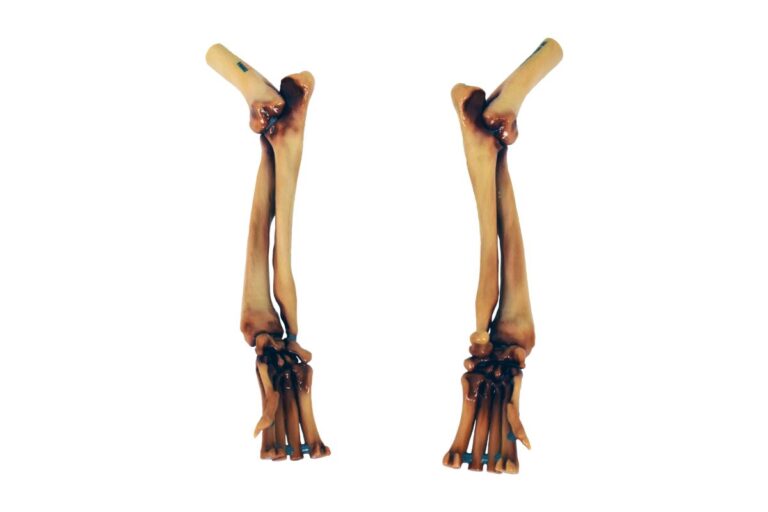 veterinary model angu;ar limb deformity