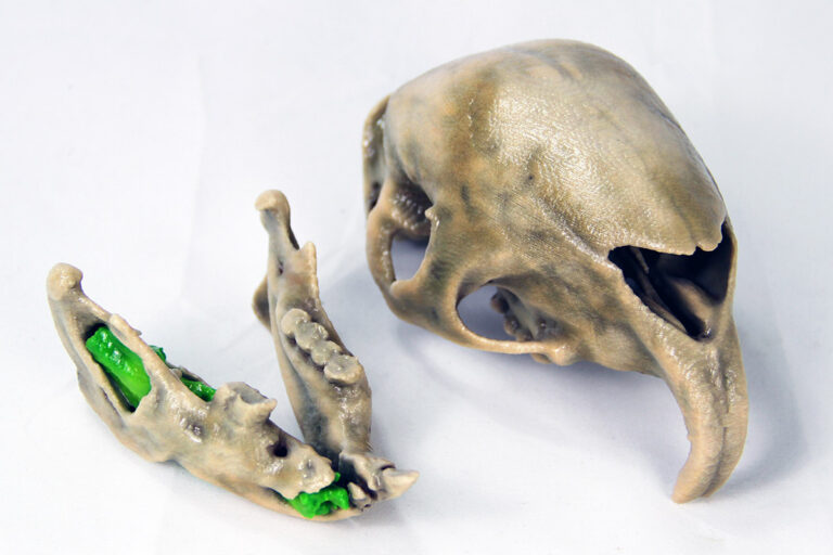 Veterinary models beaver skull