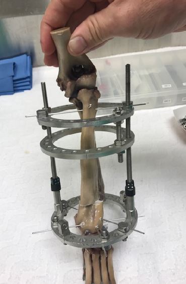 Veterinary models limb support