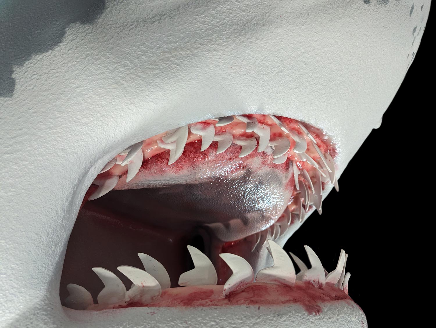 Tiger Shark Mouth Closeup